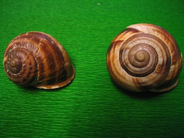 Cantareus aspersus ed Helix lucorum